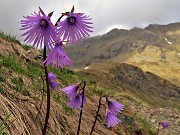 04 Soldanella alpina (Soldanella alpina)